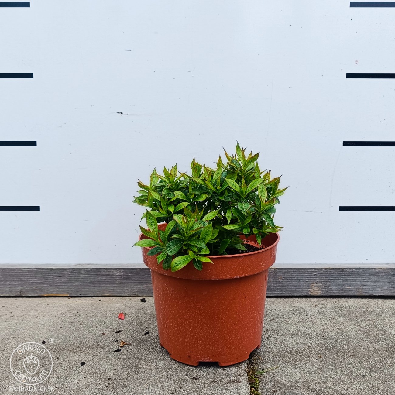 Obrázok Vajgela kvetnatá (Weigela florida) ‘PICOBELLA ROSA’® - výška 10-15 cm, kont. C2L
